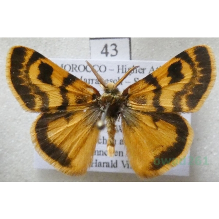 Orgyia splendida Rambur, 1842 male Morocco43